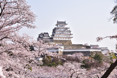 姫路城　桜　１