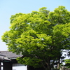 姫路城　新緑2
