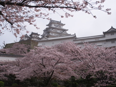 姫路城　桜4