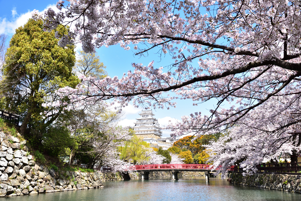 今年の姫路城桜2