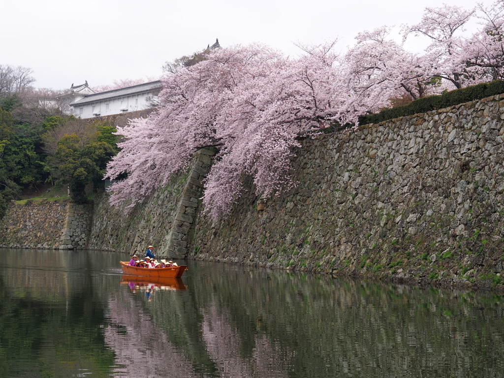 姫路城　桜　観光日和2