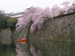 姫路城　桜　観光日和2