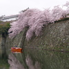 姫路城　桜　観光日和2