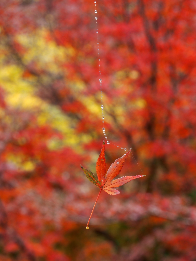 姫路の紅葉・・一休み