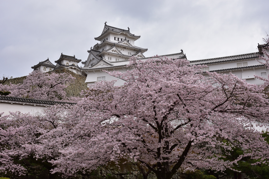 姫路城　桜8
