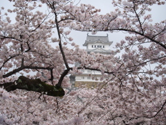 姫路城　桜3