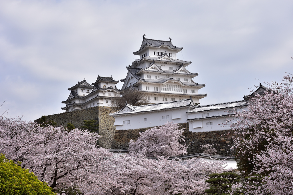 姫路城　桜2