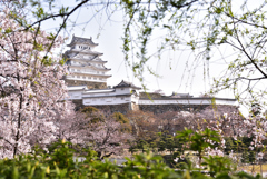 姫路城　桜　２