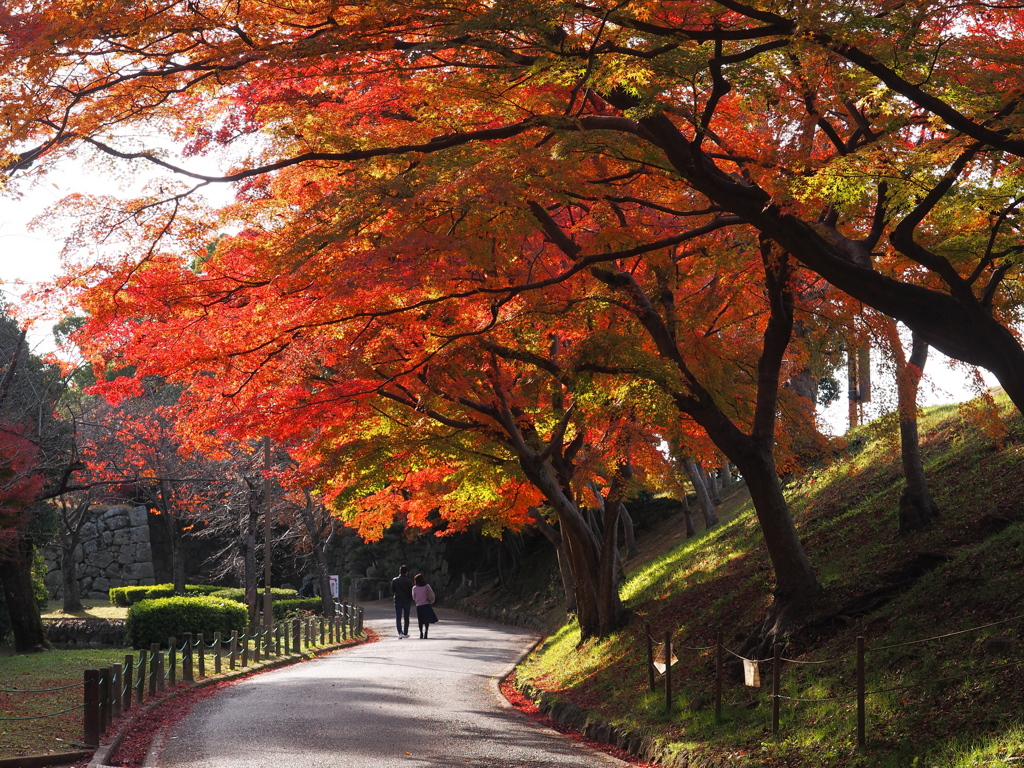 紅葉満喫