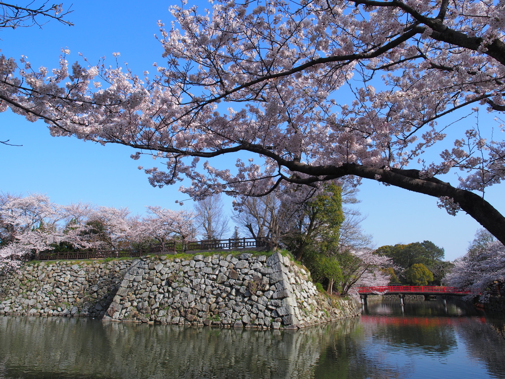 姫路城　桜４