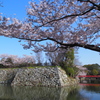 姫路城　桜４