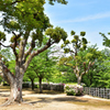 2021春姫路城　9