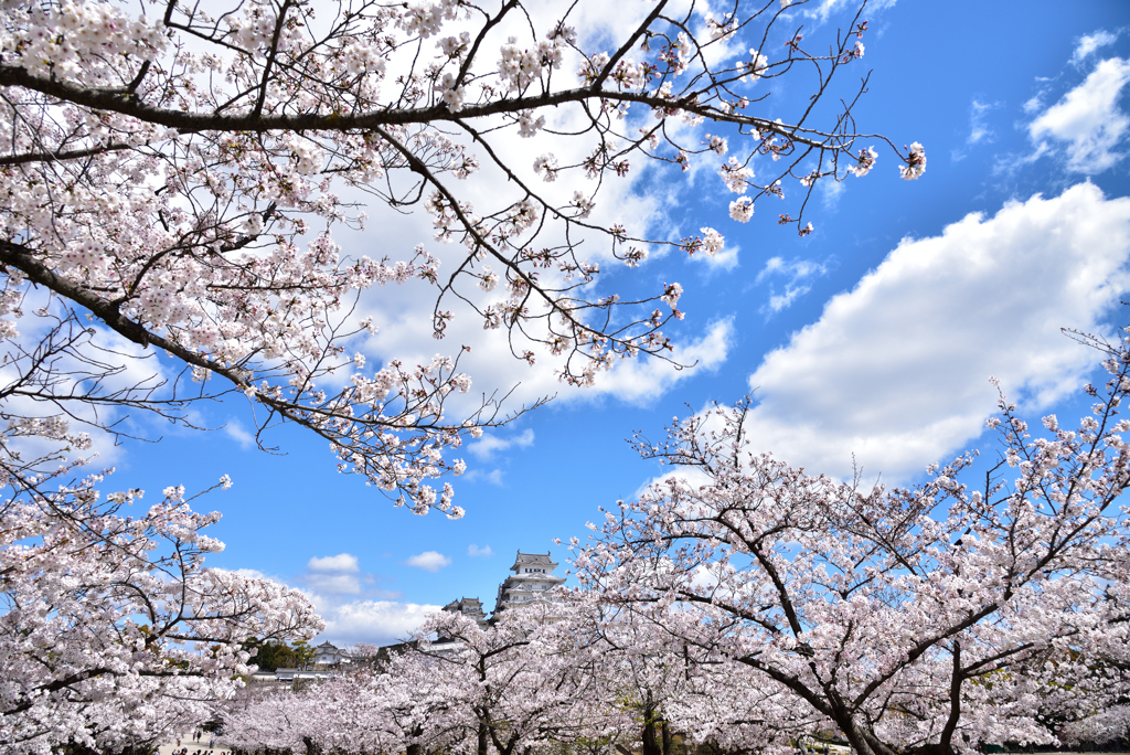 今年の姫路城桜