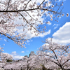 今年の姫路城桜