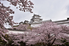 姫路城　桜6