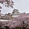 姫路城　桜6