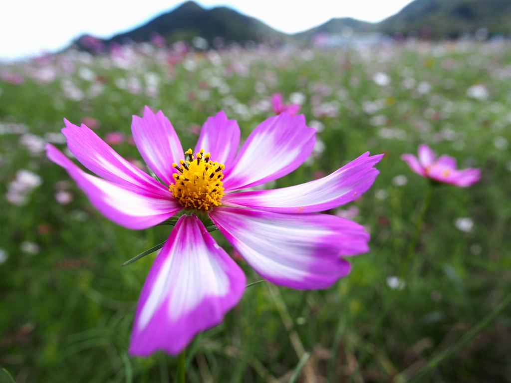 秋桜3