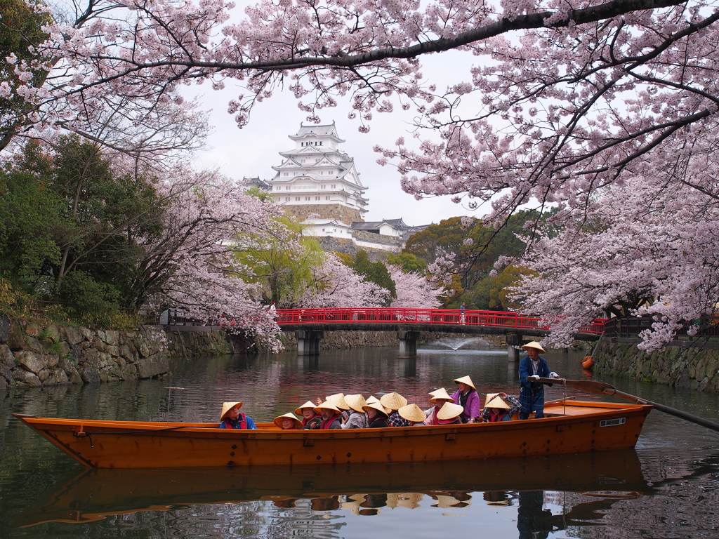 姫路城　桜　観光日和1