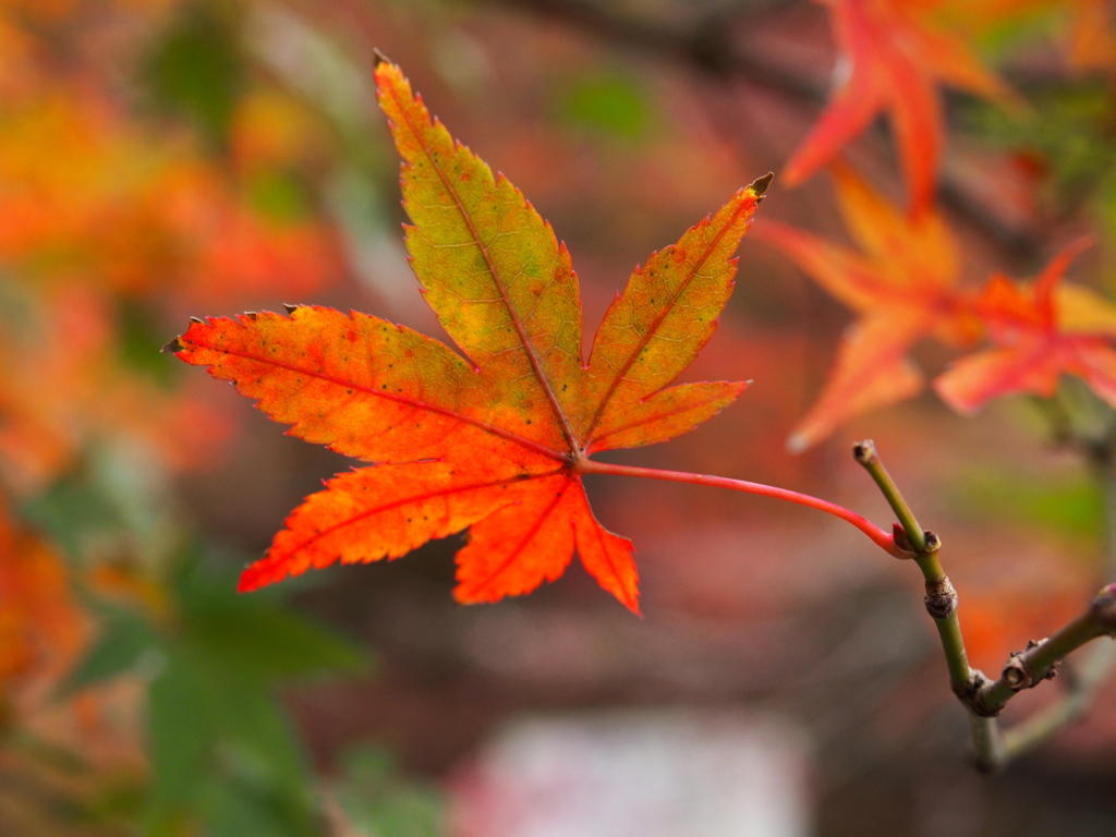 たつのの紅葉