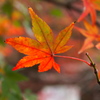 たつのの紅葉