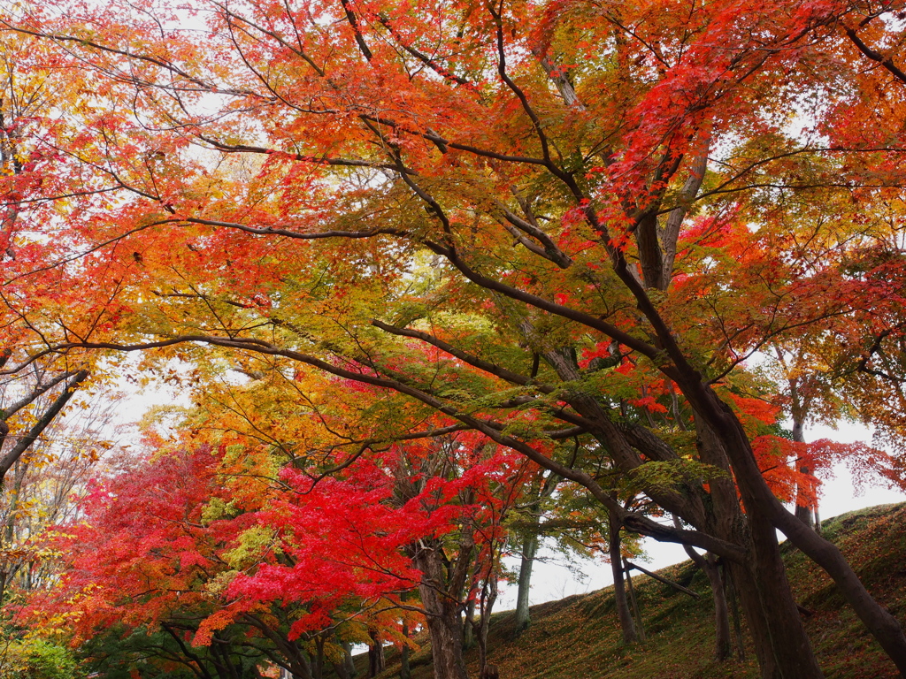 姫路の紅葉３