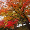 姫路の紅葉３