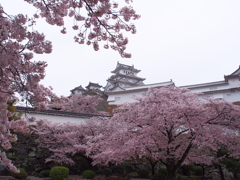 姫路城　桜5