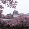 姫路城　桜5