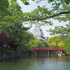 姫路城桜・・1か月後