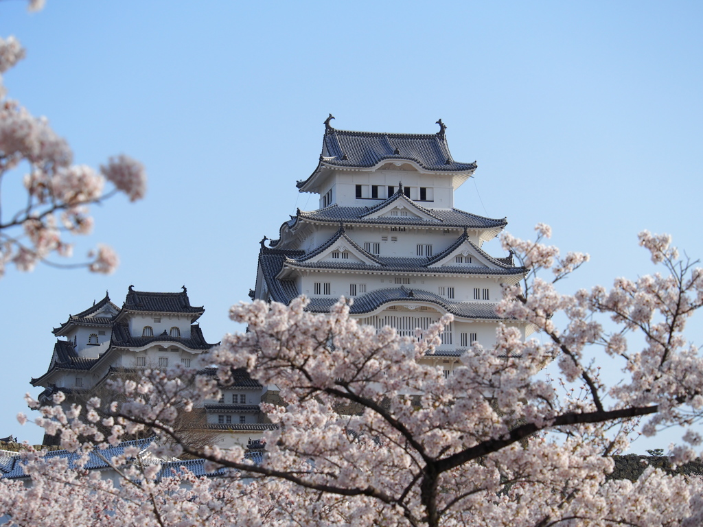 姫路城　桜３