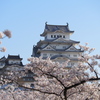 姫路城　桜３