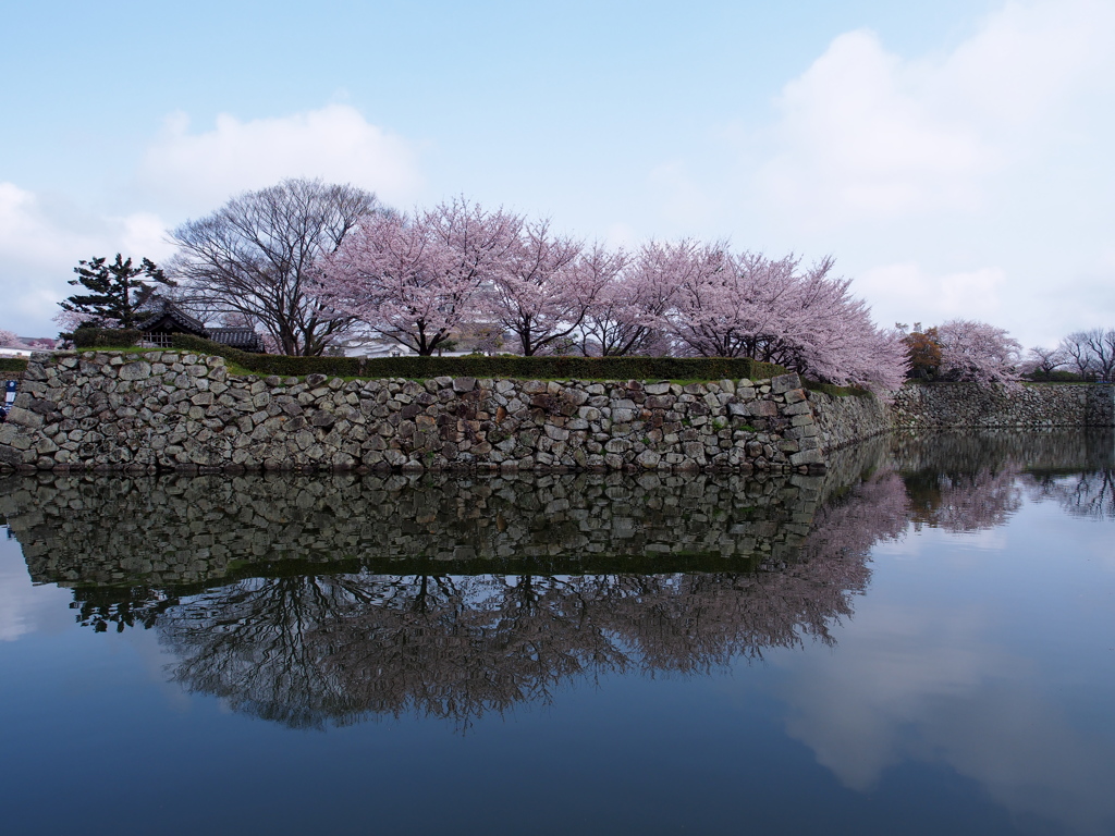 姫路城　桜10