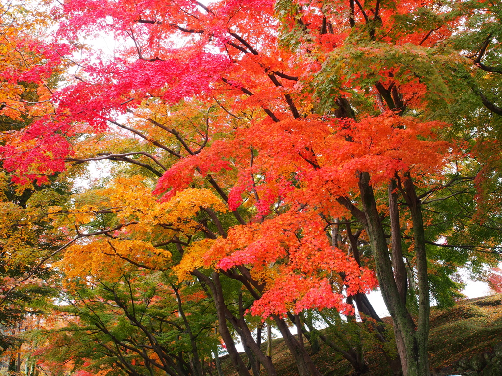 姫路の紅葉１