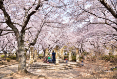 姫路城　桜　５