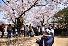 姫路城　桜　定番風景