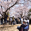 姫路城　桜　定番風景