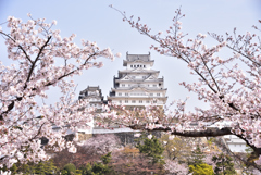 姫路城　桜　３