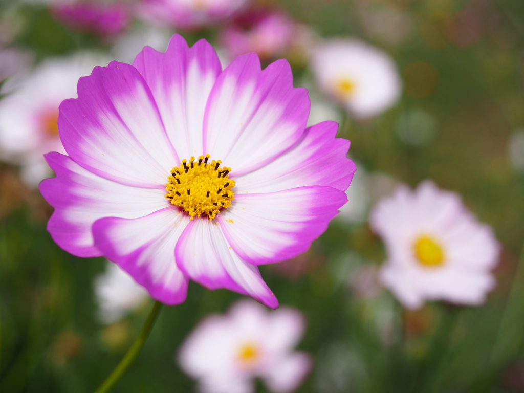 秋桜10