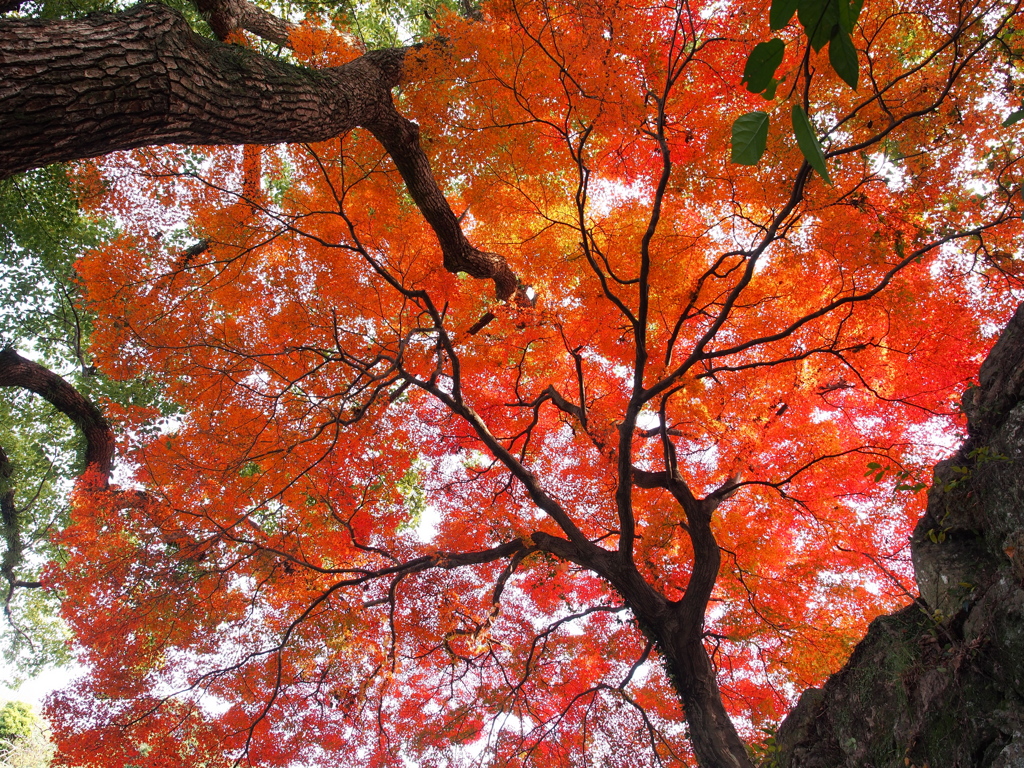 樹（紅葉）の下