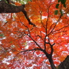 樹（紅葉）の下