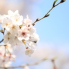 春。サクラサク。