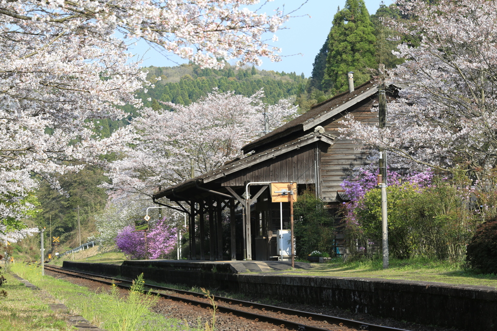 春の嘉例川駅