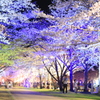 ライトアップ夜桜