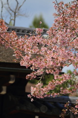 仁和寺の桜