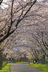 安濃川の桜