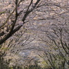 安濃川の桜