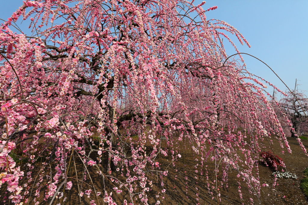 鈴鹿の森庭園_しだれ梅まつり_2