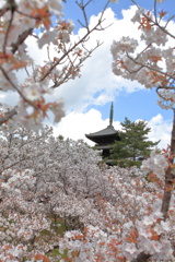 御室桜と五重塔
