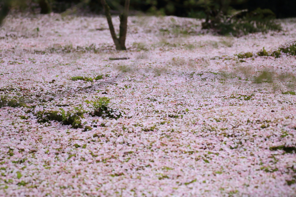 龍安寺の桜の絨毯