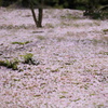 龍安寺の桜の絨毯